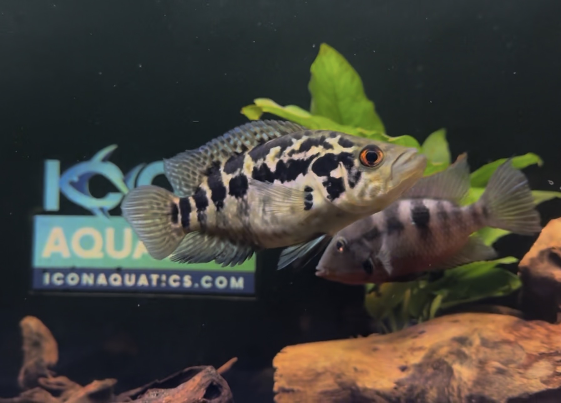 Predator Collection | Icon Aquatics